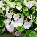 Hydrangea Runaway Bride - Girlanden-Hortensie