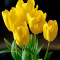 Triumph-Tulpe Strong Gold