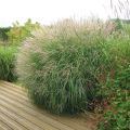 Chinaschilf Adagio - Miscanthus sinensis