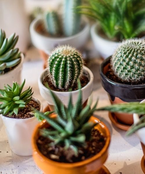 Die großen Familien