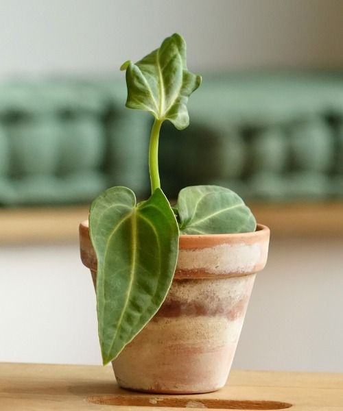 Alle unsere Zimmerpflanzen im Miniformat