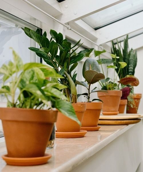 Wählen Sie Ihre Pflanzen nach ihren Eigenschaften aus