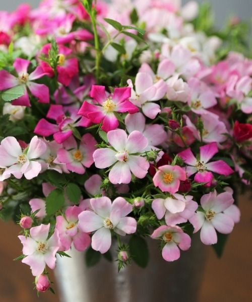 Lassen Sie sich von diesen außergewöhnlichen Miniatur-Neuheiten verzaubern!