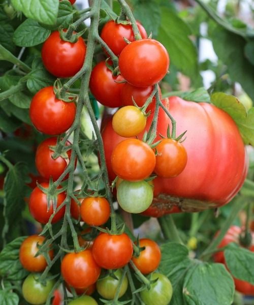 Bauen Sie Ihre eigenen Kräuter an, damit Sie sie immer zur Hand haben!