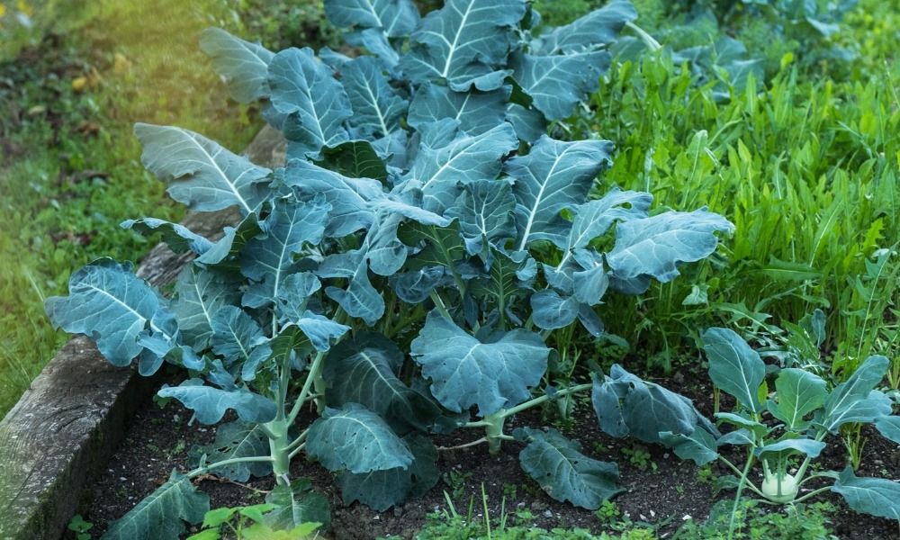 Das Einrichten eines Gemüsegartens auf dem Balkon oder der Terrasse ist auch in der Stadt einfach!