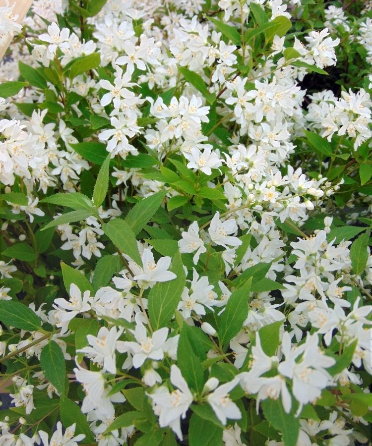 Die Deutzia Yuki Snowflake im 2-Liter-/3-Liter-Topf kostet 15 € statt 24,50 €!
