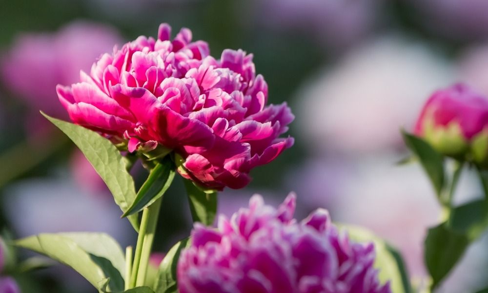 Die wurzelnackten Pfingstrosen sind wieder da!