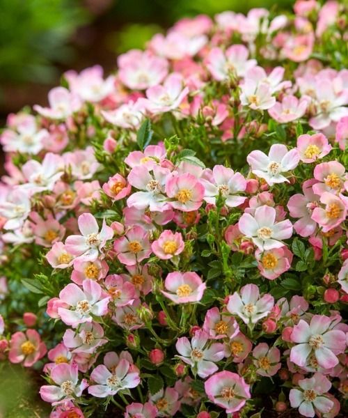 -20% sur une sélection de plantes !