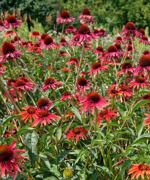 Bulbes à floraison printanière