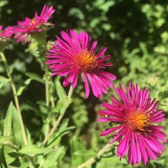 Aster novae-angliae Septemberrubin - Neuenglische Aster