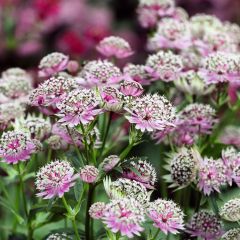 Astrantia Buckland - Sterndolde