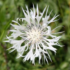 Berg-Flockenblume Alba - Centaurea montana