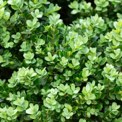 Buxus microphylla Faulkner - Kleinblättriger Buchsbaum