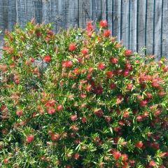 Callistemon citrinus Splendens - Zylinderputzer