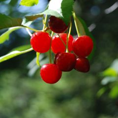 Zwerg-Kirschbaum Cherry Boop - Prunus
