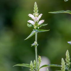 Chelone glabra - Schildblume