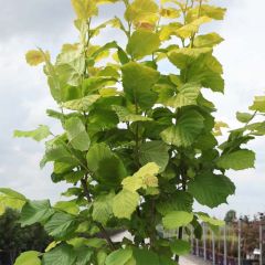 Haselnuss Aurea - Corylus avellana