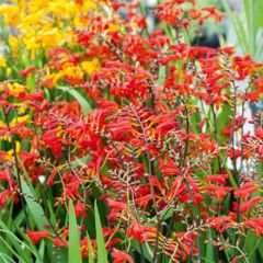Montbretie Emberglow - Crocosmia