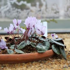Cyclamen cilicium - Anatolien-Alpenveilchen
