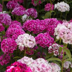 Dianthus barbatus Double Mix (Samen) - Bartnelke