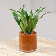 Dracaena Janet Craig - Drachenbaum