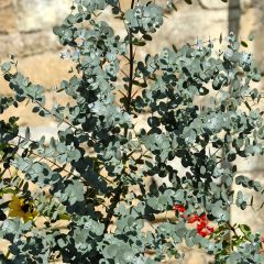 Mostgummi-Eukalyptus - Eucalyptus gunnii