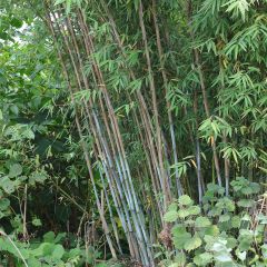 Fargesia papyrifera Blue Dragon - Bambus
