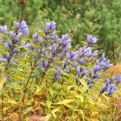Gentiana asclepiadea - Schwalbenwurz-Enzian