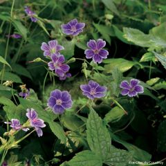 Geranium nodosum Clos du Coudray - Knotiger Bergwald Storchschnabel