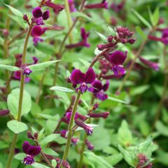 Cuphea lanceolata Purple Passion (Samen) - Zigarettenblümchen