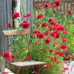 Schlafmohn Red Peony (Samen) - Papaver
