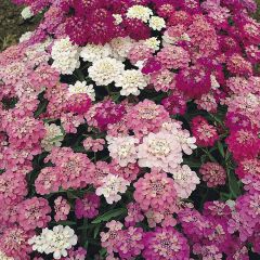 Iberis umbellata Fairy mixed (Samen) - Doldige Schleifenblume