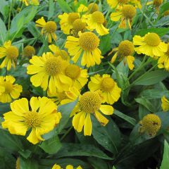 Sonnenbraut Tijuana Brass - Helenium