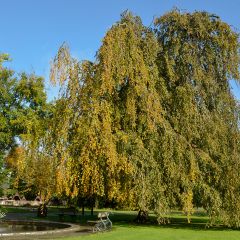 Rotbuche Pendula - Fagus sylvatica