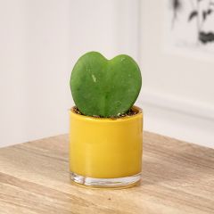 Hoya kerrii - Herzblatt-Pflanze