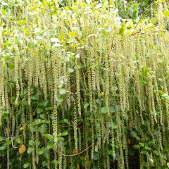 Itea ilicifolia - Stechpalmenblättrige Rosmarinweide