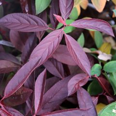 Itea virginica Henry's Garnet - Viriginische Rosmarinweide