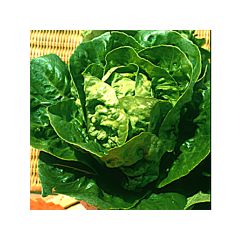 Kopfsalat grasse Sucrine