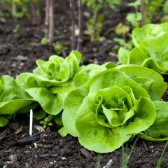 Kopfsalat Reine de Mai