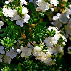 Myrtus communis subsp.tarentina