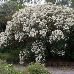 Olearia macrodonta Major - Baumaster