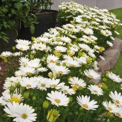 Kapmargerite Summersmile Cream - Osteospermum