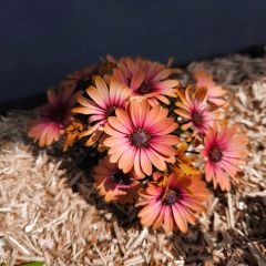 Kapmargerite Cape Daisy Fireburst - Osteospermum