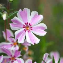 Polsterphlox Candy Stripes - Phlox subulata