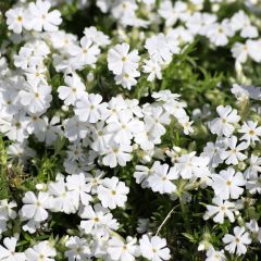Polsterphlox White Delight - Phlox subulata
