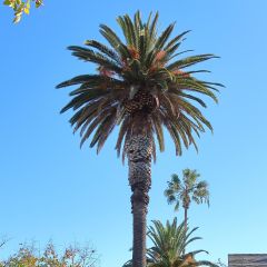 Phoenix andamanensis - Andamanen-Dattelpalme