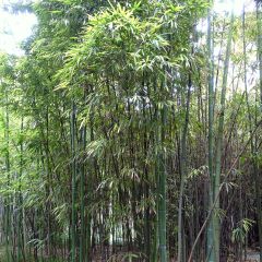 Holzbambus - Phyllostachys iridescens