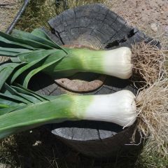 Lauch-Porree Monstrueux de Carentan Bio