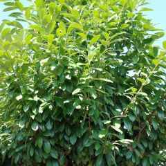 Kirschlorbeer Novita - Prunus laurocerasus