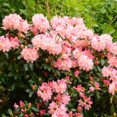 Rhododendron yakushimanum Percy Wiseman